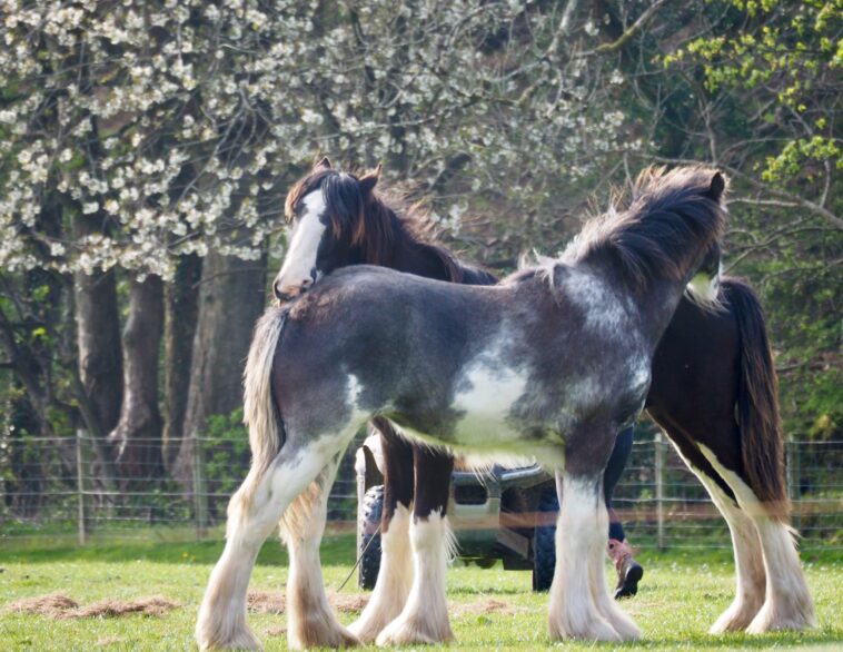two Clydesdales grooming